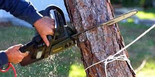 Best Firewood Processing and Delivery  in Romoland, CA