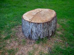 How Our Tree Care Process Works  in  Romoland, CA