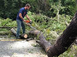 Best Hazardous Tree Removal  in Romoland, CA