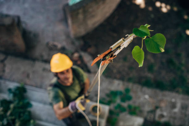 Best Tree Health Inspection  in Romoland, CA