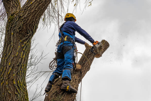 Best Emergency Tree Removal  in Romoland, CA