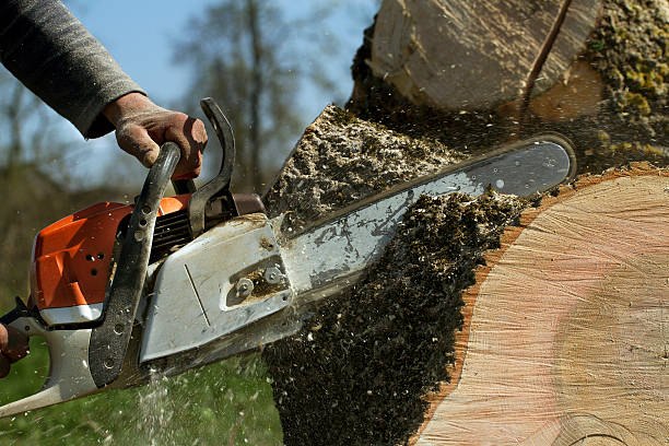 Best Root Management and Removal  in Romoland, CA